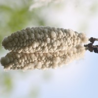 Ceiba pentandra (L.) Gaertn.